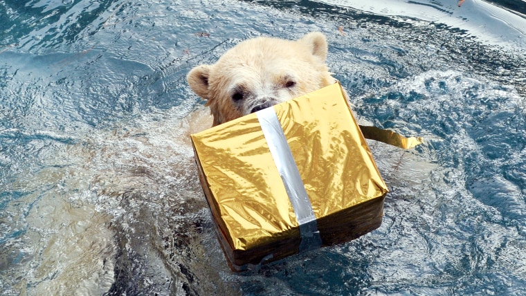 A polar bear opens a package filled with food and wrapped as a Christmas gift at the zoo in La Fleche, western France, on December 23, 2013.  AFP PHOT...