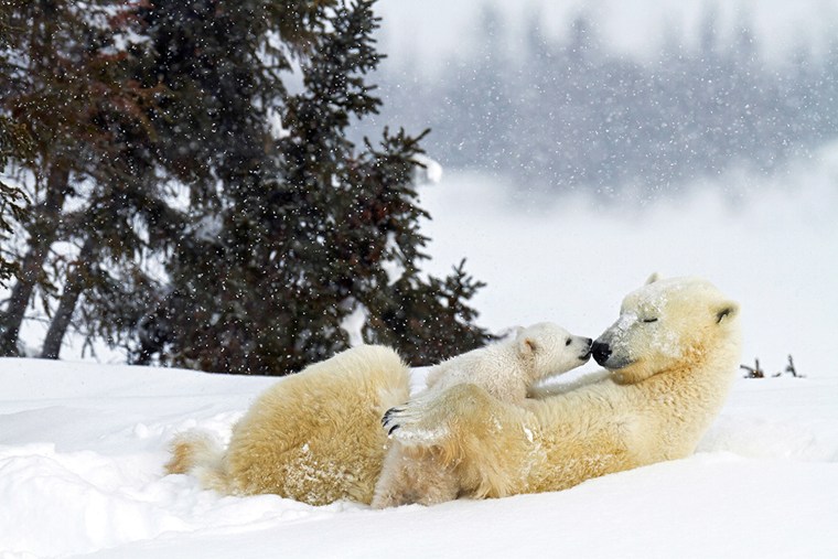 PIC FROM THOMAS KOKTA / CATERS NEWS (Pictured: POLAR BEAR WITH CUB) - A lucky photographer has managed to photograph these adorable images that of the...