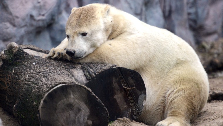 A polar bear Antonia rests in its enclosure on December 14, 2012 in the Gelsenkirchen zoo, western Germany.  AFP PHOTO / CAROLINE SEIDEL /GERMANY OUT ...