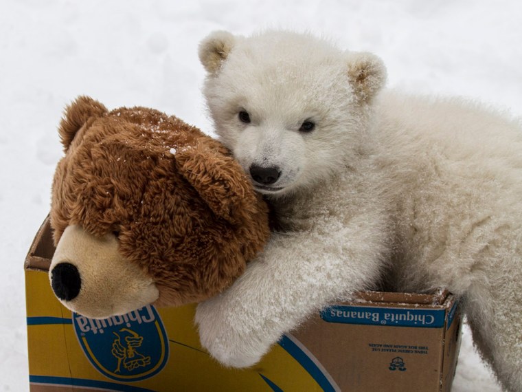 Polar bear with his pet bear