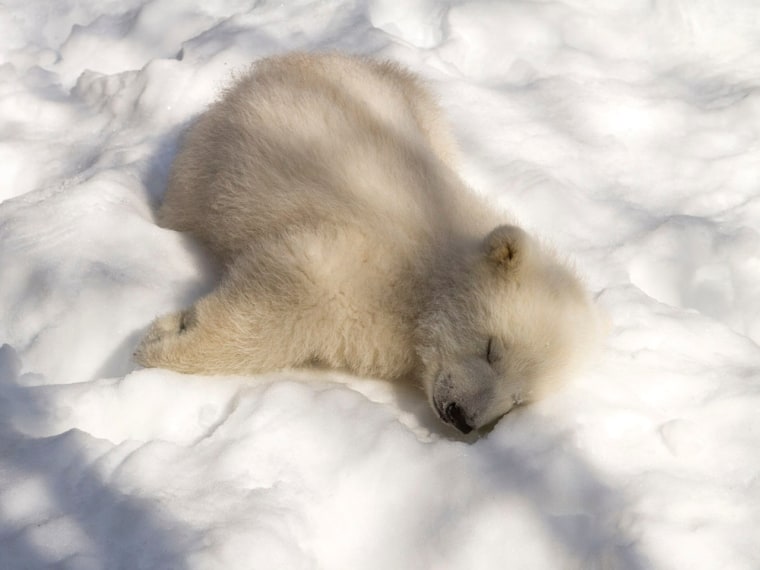 nap time for this polar bear
