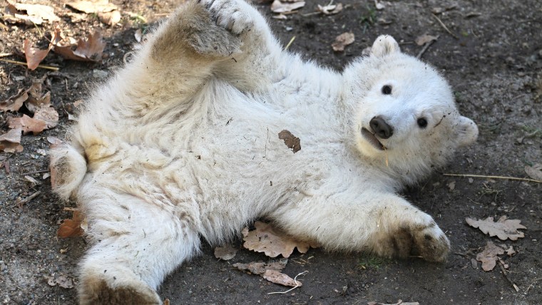 A polar bear cub plays in its enclosure at the zoo in Brno, Czech Republic, during its presentation to the public on March 16, 2013. Polar bear \"Cora\"...