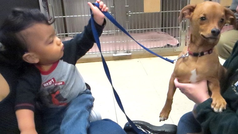 Dylan Lipton-Lesser, age 2, with Frank the puppy