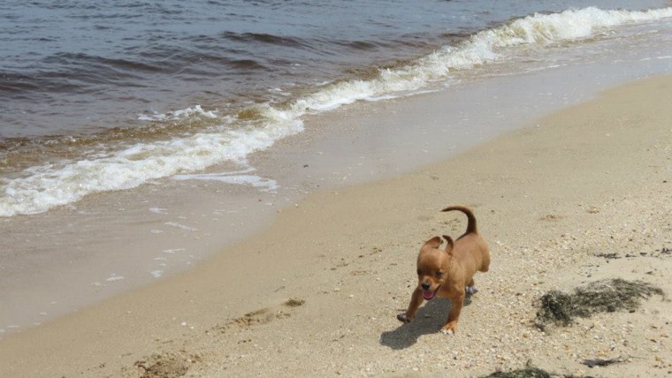 Frank runs along the beach