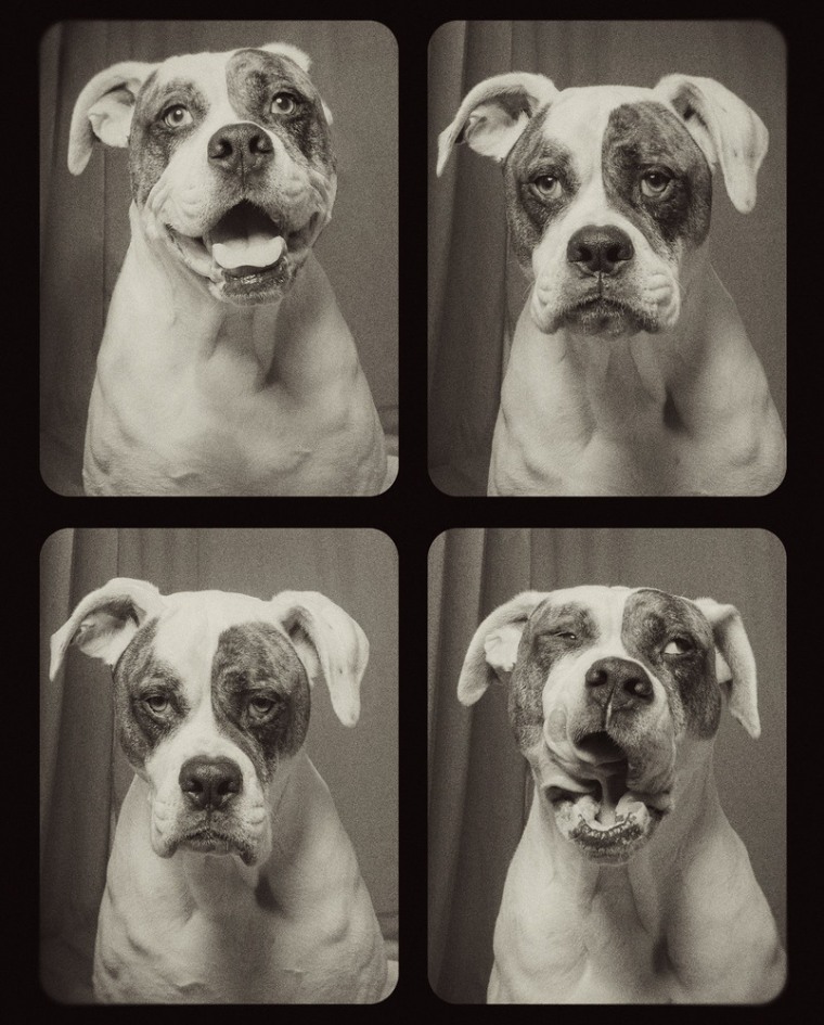 dogs in a photobooth