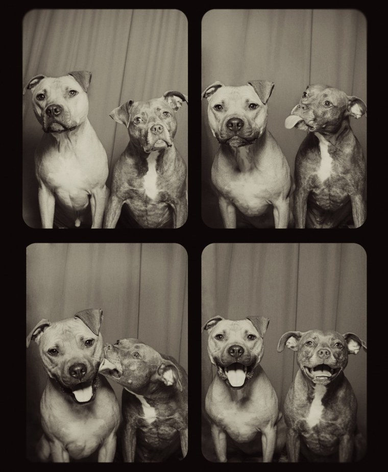 Dogs in a photo booth.