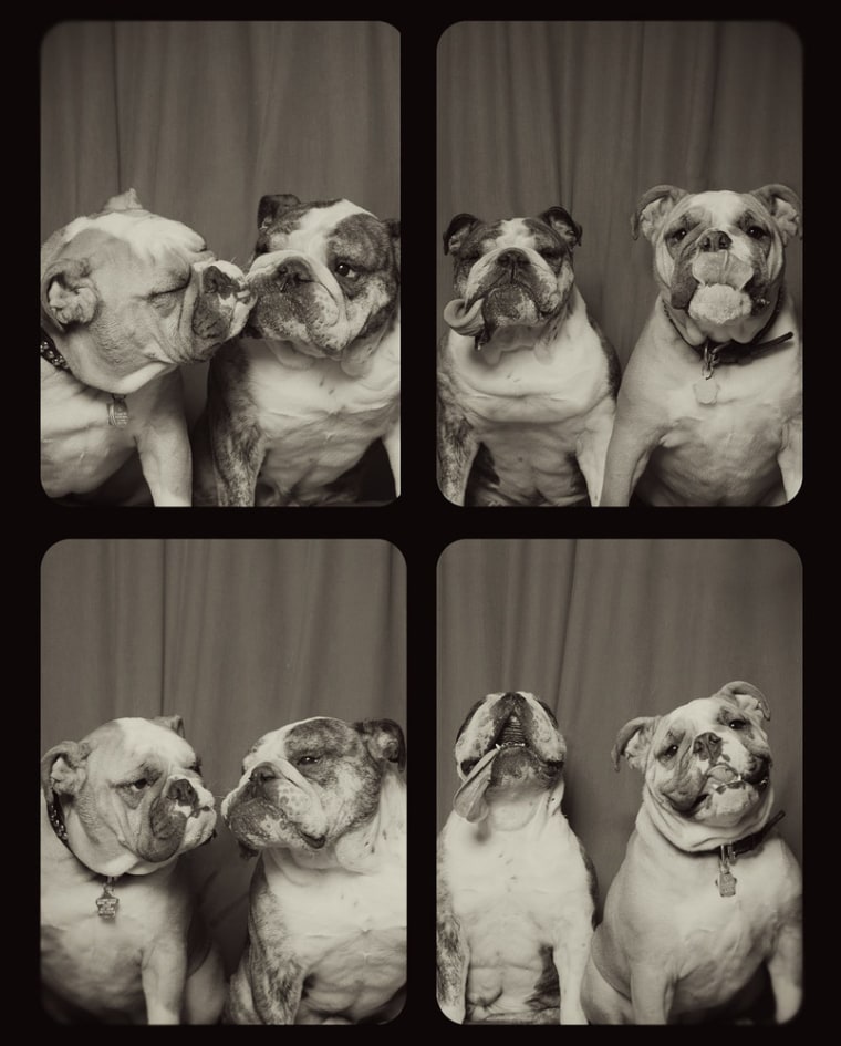dogs in a photobooth