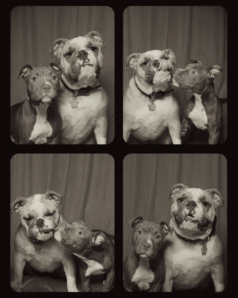 Dogs in a photobooth