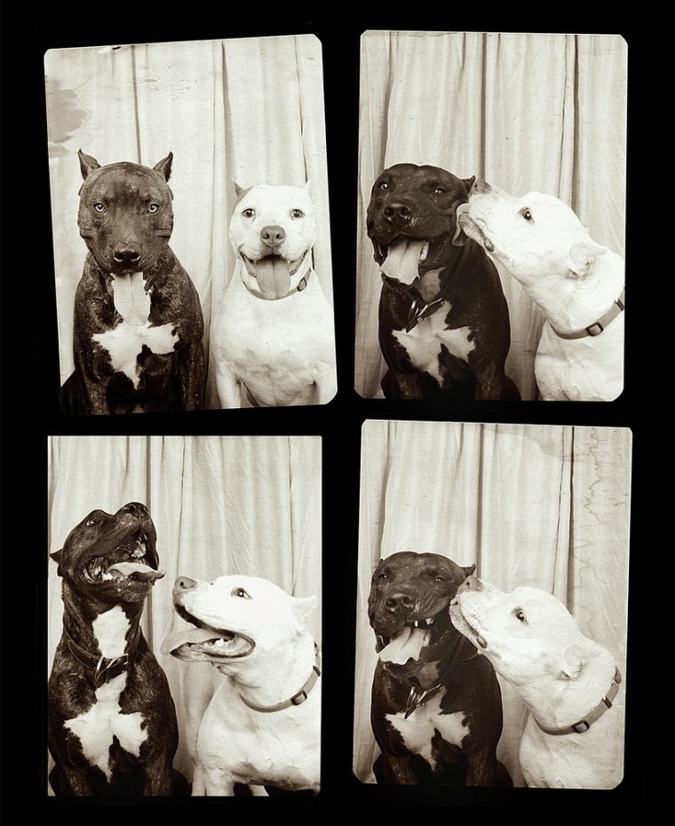 Dogs in a photo booth.