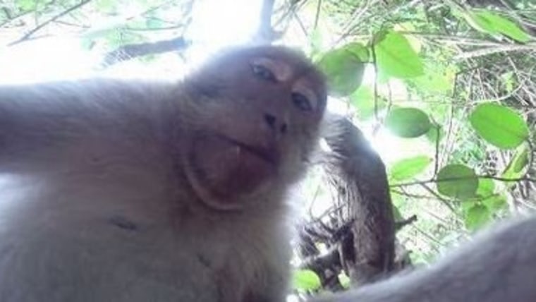 Monkey steals GoPro Hero 3+