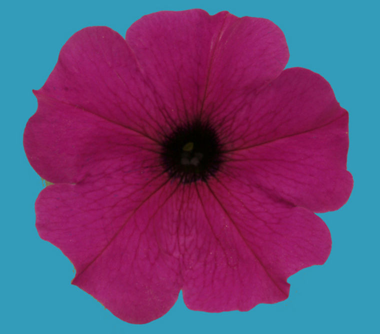 Rare blue petunias get their color from a malfunctioning molecular pump