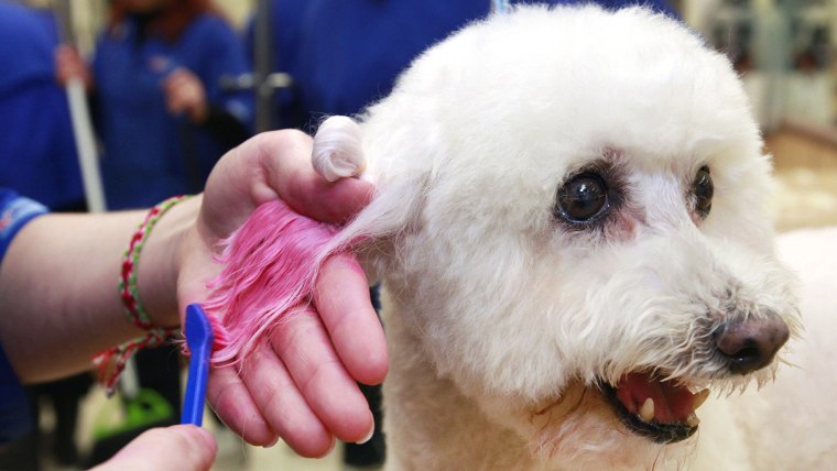 In this Friday, Dec. 13, 2013 photo, groomer, Michelle Boch, gives Molly, a 15 year old Bichon Frise, a chalking treatment at PetSmart in Culver City,...