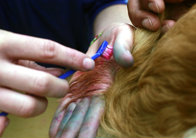 In this Friday, Dec. 13, 2013 photo, groomer, Michelle Boch, from Clarkstone, Mich. chalks the tail of Sugarplum, a 2 year old Dachshund mix, at PetSm...