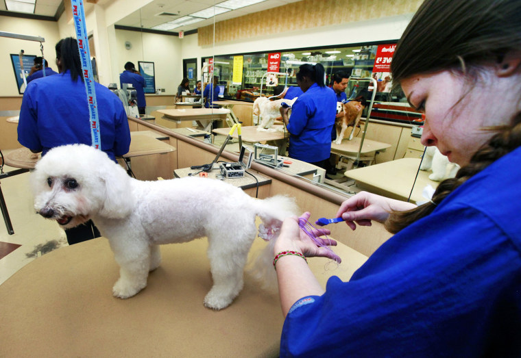In this Friday, Dec. 13, 2013, photo, groomer Michelle Boch from Clarkstone, Mich. gives Nikkt, a 15 year old Bichon Frise, a chalking treatment at Pe...