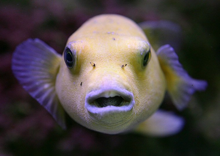 A golden puffer fish appears to pose in an exotic fish store aquarium in Tyler, Texas, Thursday, July 5, 2007. (AP Photo/Dr. Scott M. Lieberman)