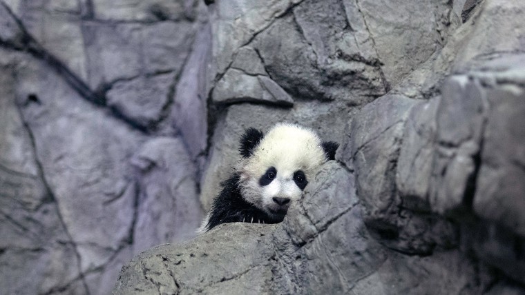 Giant panda bear cub Bao Bao moves around her new habitat at the National Zoo in D.C.