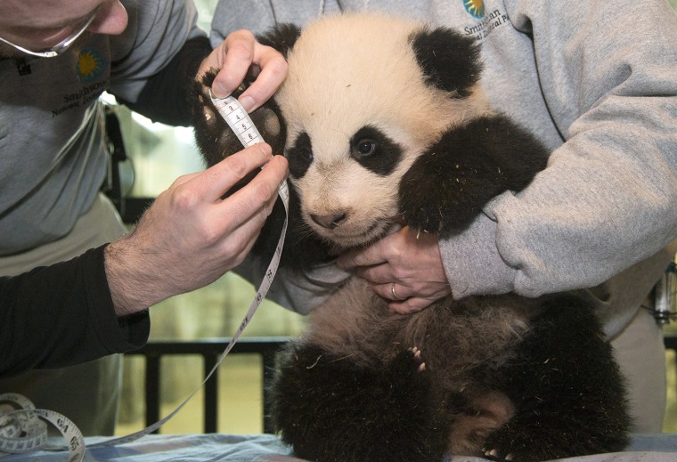 Bao Bao, the four and a half month old giant panda cub, has her right forefoot measured at the Smithsonian's National Zoo in D.C.