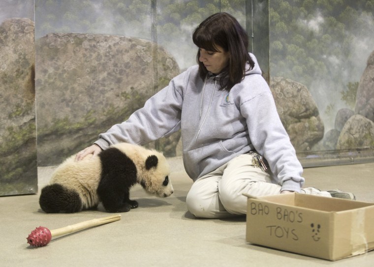 Bao Bao, the four and a half month old giant panda cub, trains with biologist Laurie Thompson.