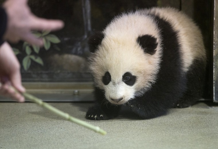 Bao Bao, the four and a half month old giant panda cub, trains with an animal keeper at the Smithsonian's National Zoo in D.C.