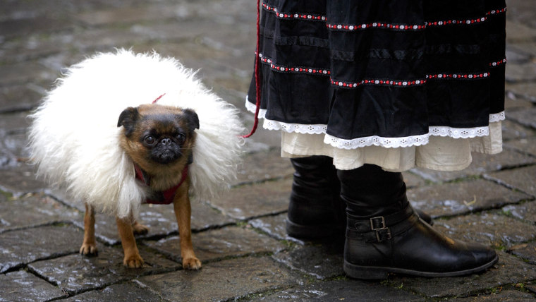 A dog wears a fur coat in Prague.