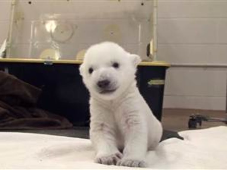 Toronto Zoo polar bear takes first steps.