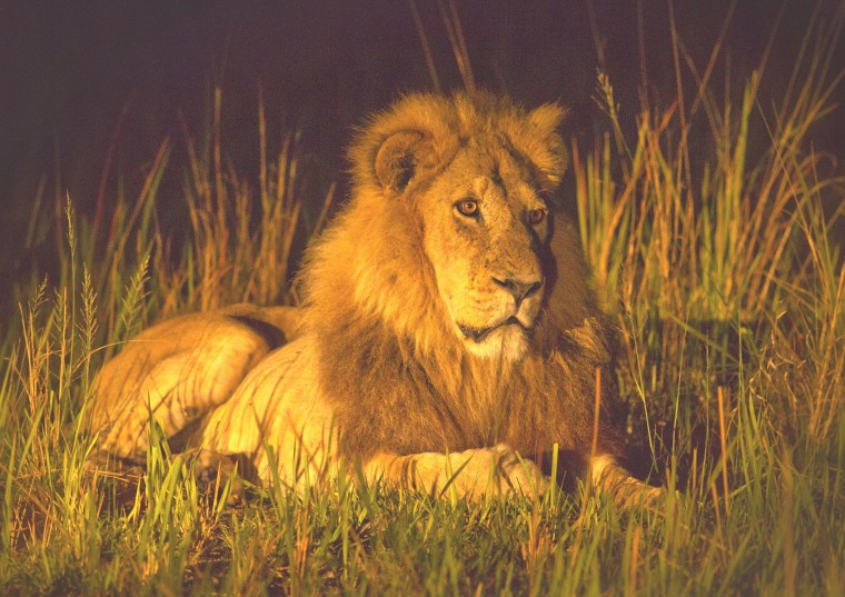 Image of African lion