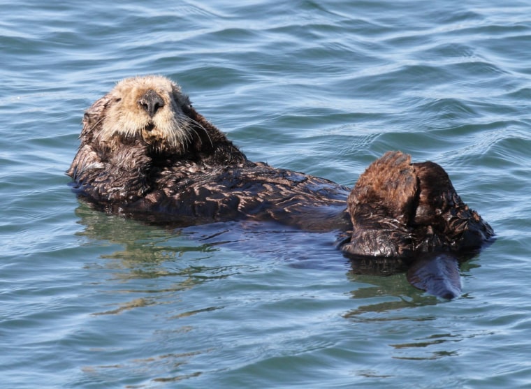 Sea otter