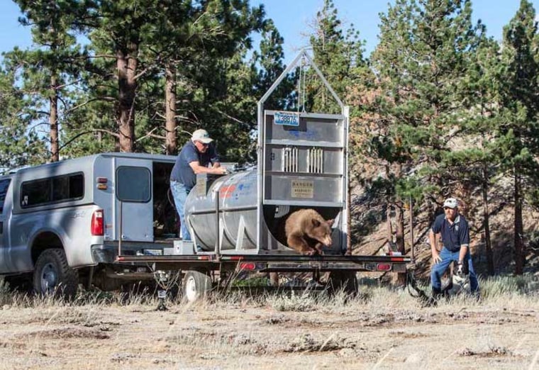Nevada Department of Wildlife officials release a bear captured in August this year.