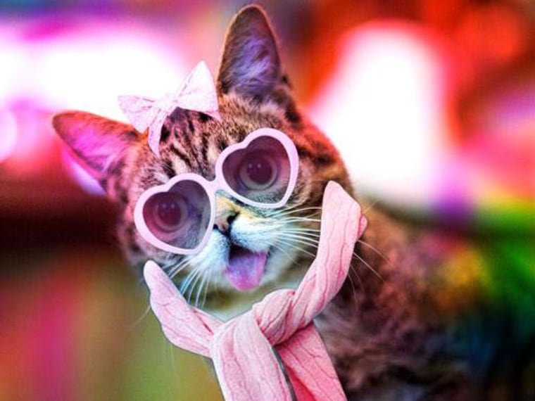 Lil Bub is continuing her ascent to pop culture stardom with a new photo editing app.