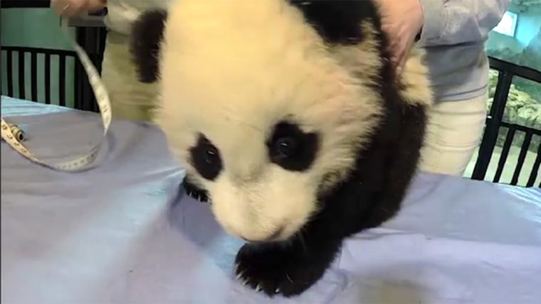 Image: Bao Bao the giant panda cub
