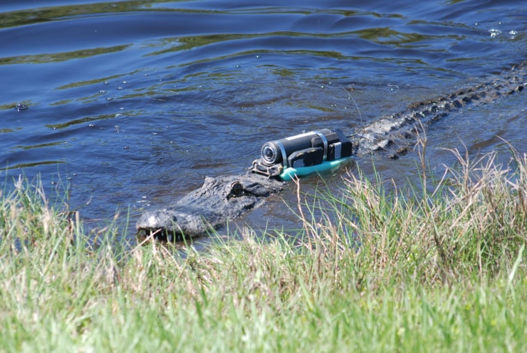 A Crittercam unit attached to a 2.6 meter American alligator. Video recorded by the camera helps researchers understand the animal's behavioral patterns.