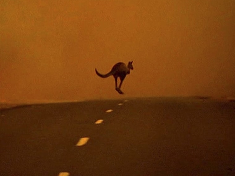Image: Kangaroo and fire