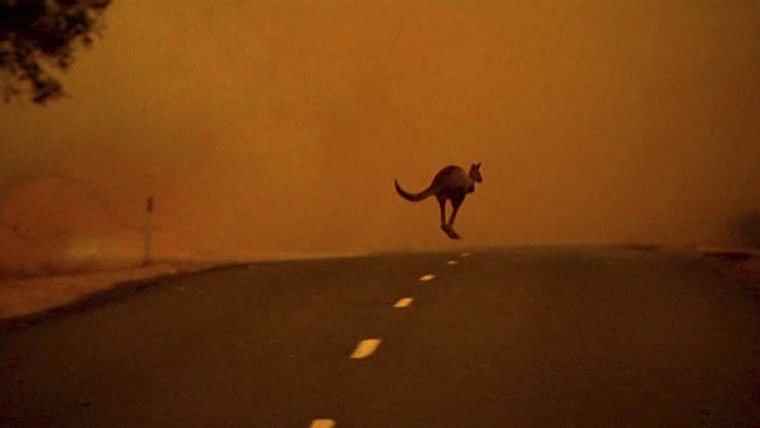 Image: Kangaroo amid fire