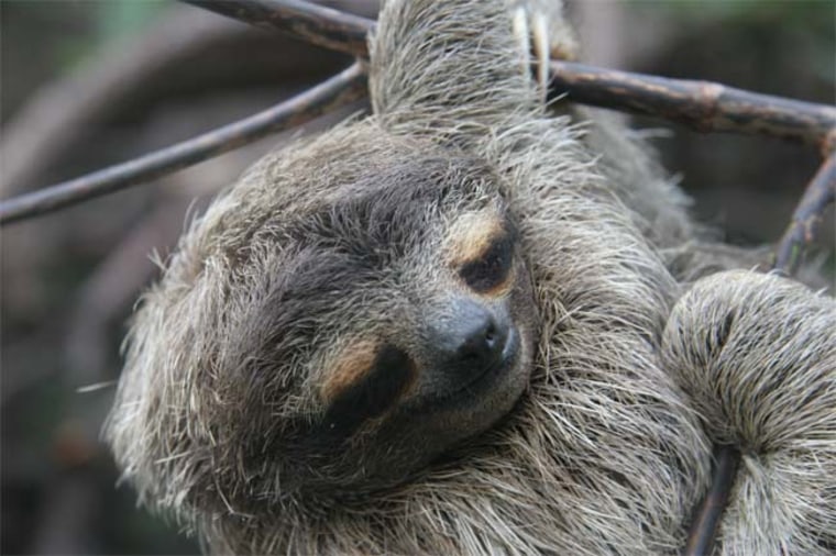 Three-toed sloths have a symbiotic relationship with moths and algae.