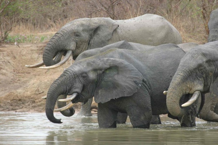 African elephants at Mole National Park in Ghana.