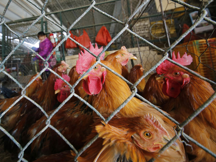 Chickens are kept in a cage at a wholesale poultry market in Shanghai. A spate of bird flu cases since the beginning of the year in China has experts watching closely as millions of people and poultry are on the move ahead of the Lunar New Year holiday, the world's largest annual human migration. (AP Photo)
