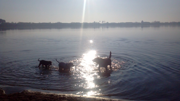 Image: Dogs in Roberta Eicher's care