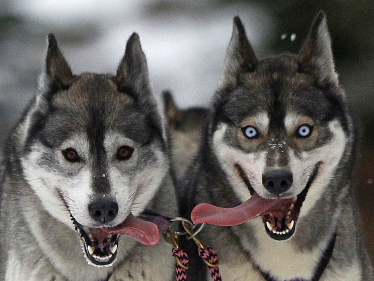Huskies pant during a training session at Feshiebridge, in Aviemore, Scotland January 23, 2013. The Siberian Husky Club of Great Britain will hold its...