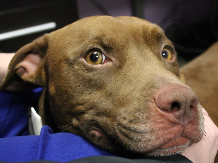 The 2-year-old pit bull, now named Soldier after the man in the photograph, is waiting to be adopted.