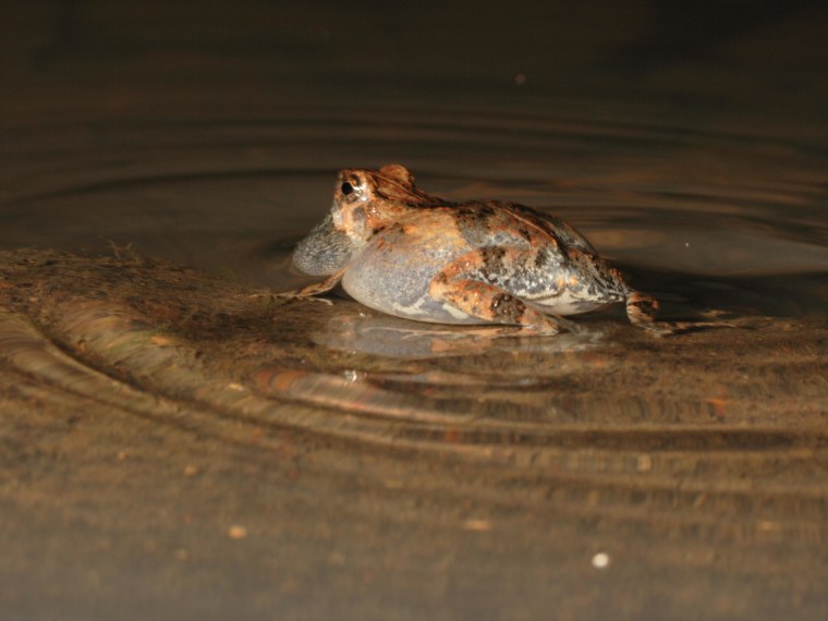Ripples on the water made by the tungara frog's mating call are a dead giveaway for preying bats.
