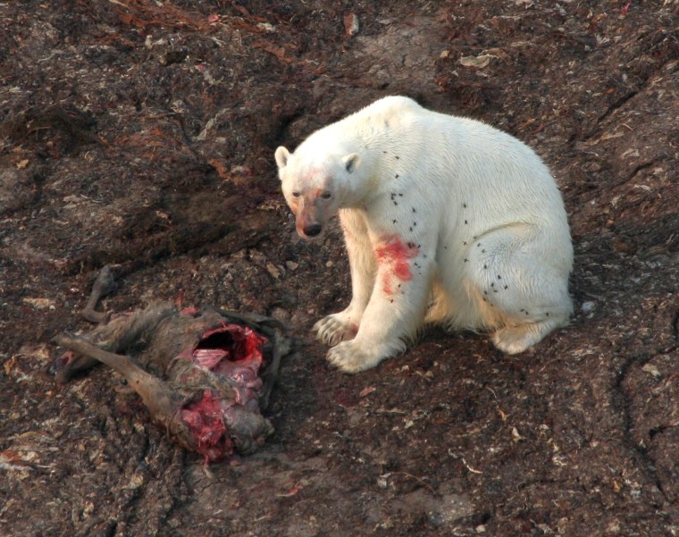 Polar bear eats a caribou