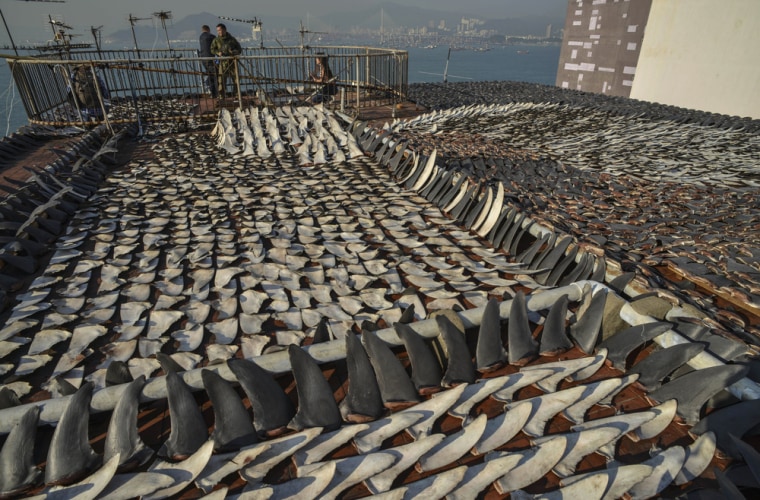 This photo of shark fins drying in the sun on the roof of a factory in Hong Kong (in January 2013), went viral and caused widespread outrage in China.