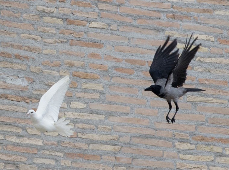 A dove which is chased by a black crow in St. Peter's Square, at the Vatican, on Jan. 26, 2014.