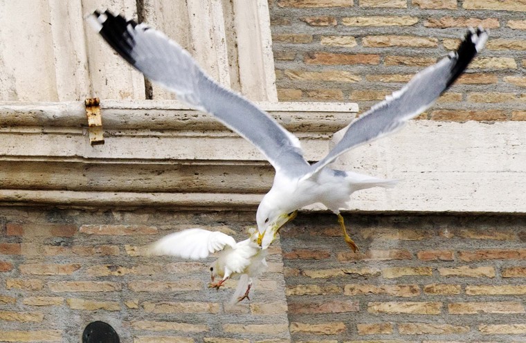 A dove is attacked by a seagull in Saint Peter's square at the Vatican on Jan. 26, 2014.