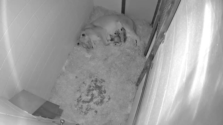 Two newborn cubs cuddle with their mom at the National Zoo.