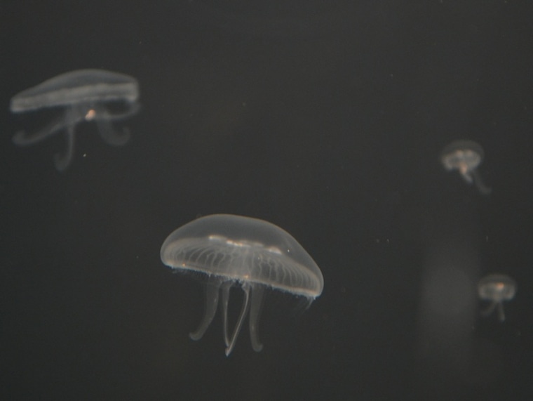Jellyfish are usually carnivores, but this crop was fed on nothing by peanut butter for almost three months.