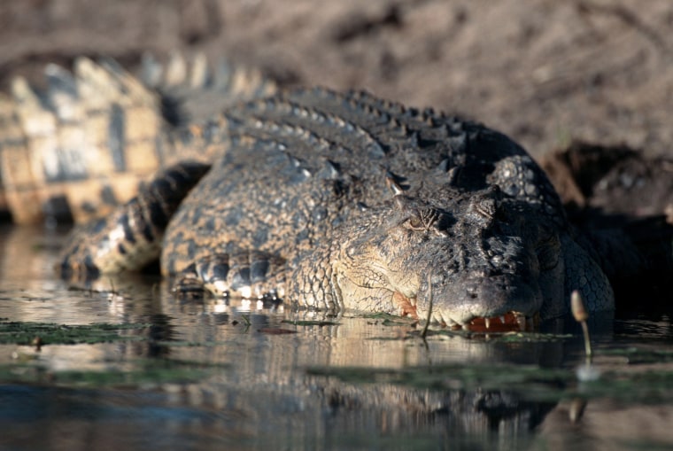 A saltwater crocodile in Australia's Kakadu National Park, where a 12-year-old boy was believed to have been killed by one of the beasts on Saturday.