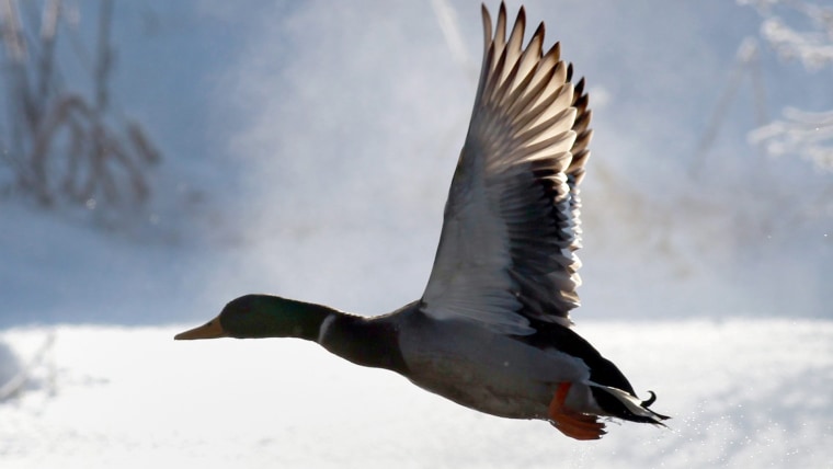 Image: A duck flying