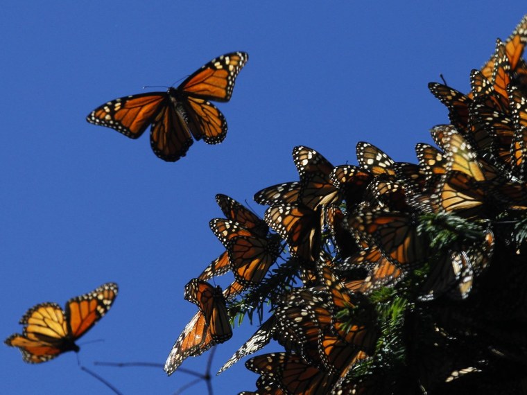 Image: Monarchs
