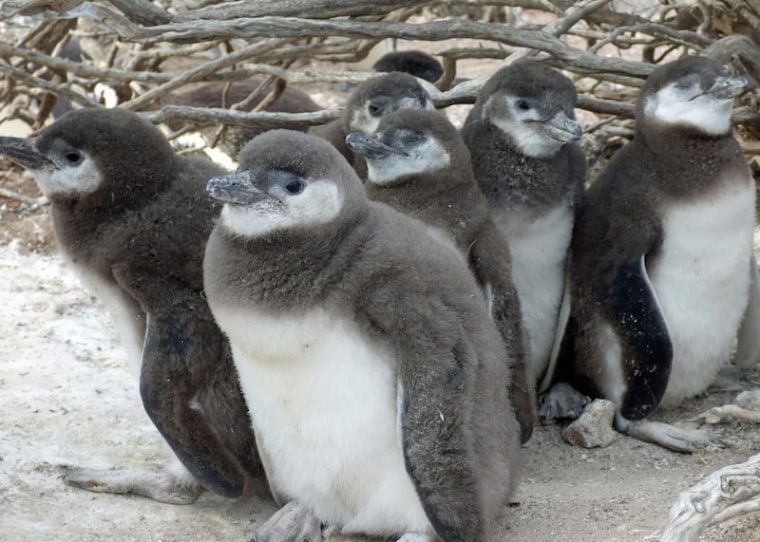 Image: Penguin chicks